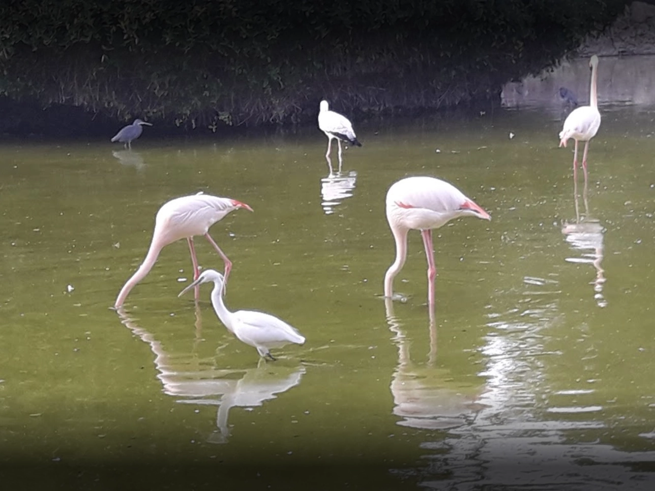 هتل آپارتمان شباویز کیش